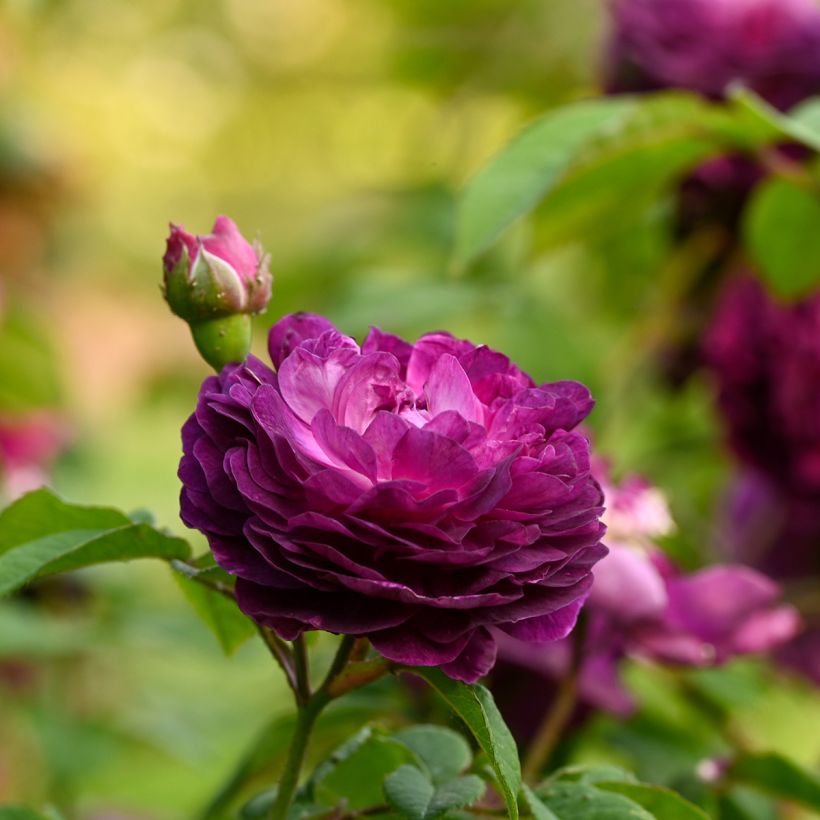 Rosa gallica Cardinal de Richelieu - Rosa serpeggiante (Fioritura)