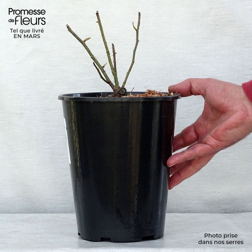 Rosa centifolia Muscosa Vaso da 4L/5L esemplare consegnato in primavera