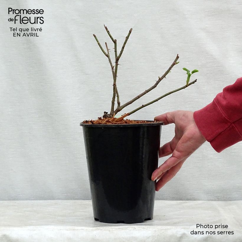 Rosa bianca Cuisse de Nymphe Vaso da 4L/5L esemplare consegnato in primavera