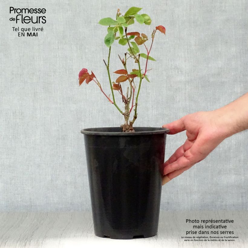 Rosa antica Dainty Bess Vaso da 4L/5L esemplare consegnato in primavera