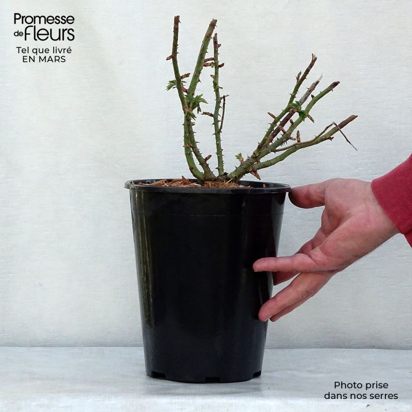 Rosa antica Ferdinand Pichard Vaso da 4L/5L esemplare consegnato in primavera
