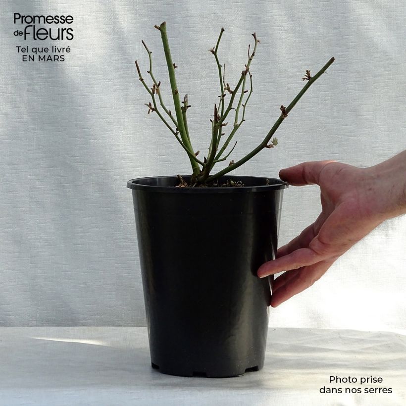 Rosa multiflora Ghislaine de Féligonde Vaso da 4L/5L esemplare consegnato in primavera