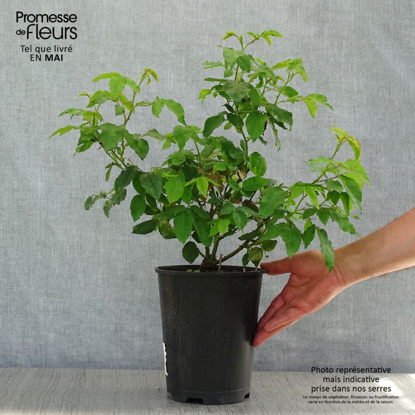 Rosa gallica Gros Provins Panaché - Rosa serpeggiante Vaso da 4L/5L esemplare consegnato in primavera
