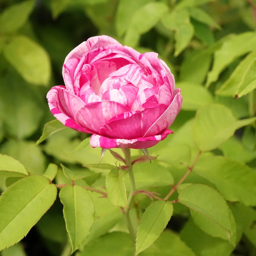 Rosa gallica Gros Provins Panaché - Rosa serpeggiante (Fioritura)