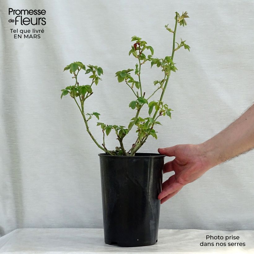 Rosa antica Honorine de Brabant Vaso da 4L/5L esemplare consegnato in primavera