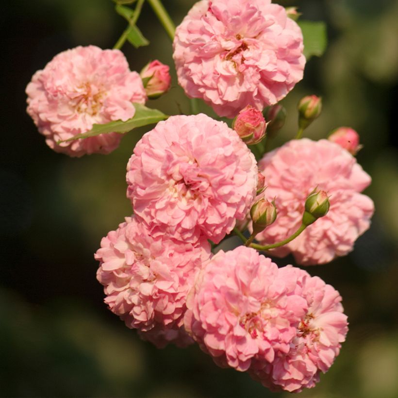 Rosa antica Jacques Cartier (Fioritura)