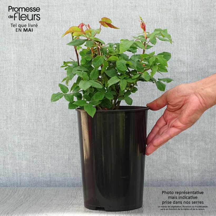 Rosa antica Jacques Cartier Vaso da 4L/5L esemplare consegnato in primavera
