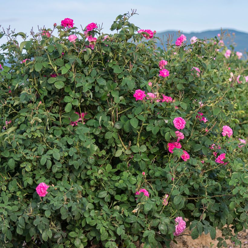Rosa antica Trigintipetala (Porto)