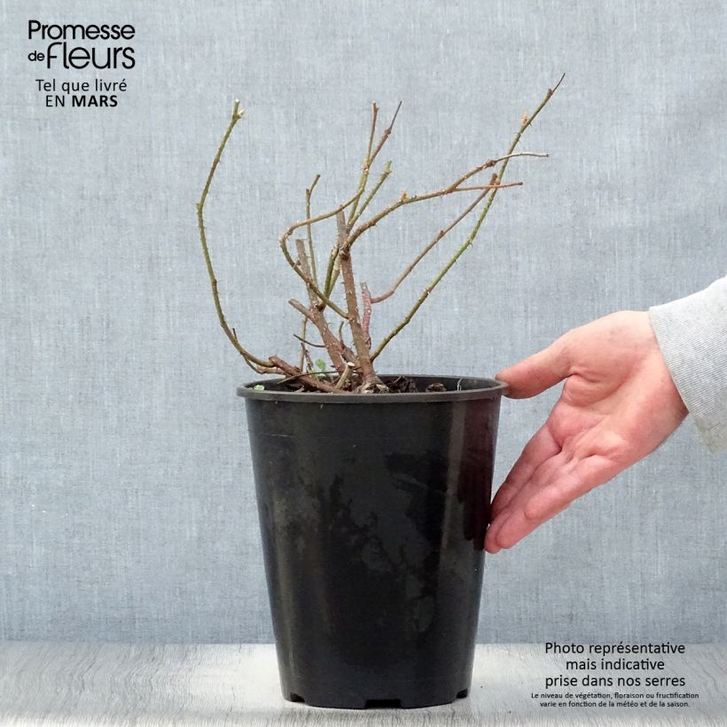 Rosa antica Trigintipetala Vaso da 4L/5L esemplare consegnato in primavera