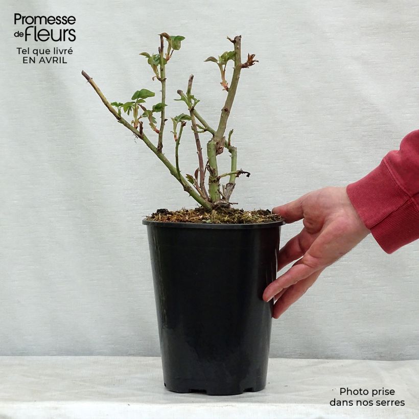 Rosa antica La Reine Victoria Vaso da 4L/5L esemplare consegnato in primavera
