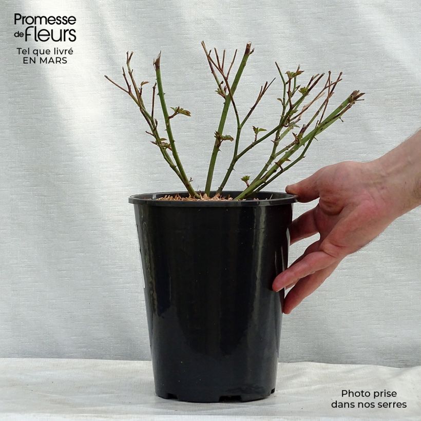 Rosa antica Little White Pet Vaso da 4L/5L esemplare consegnato in inverno