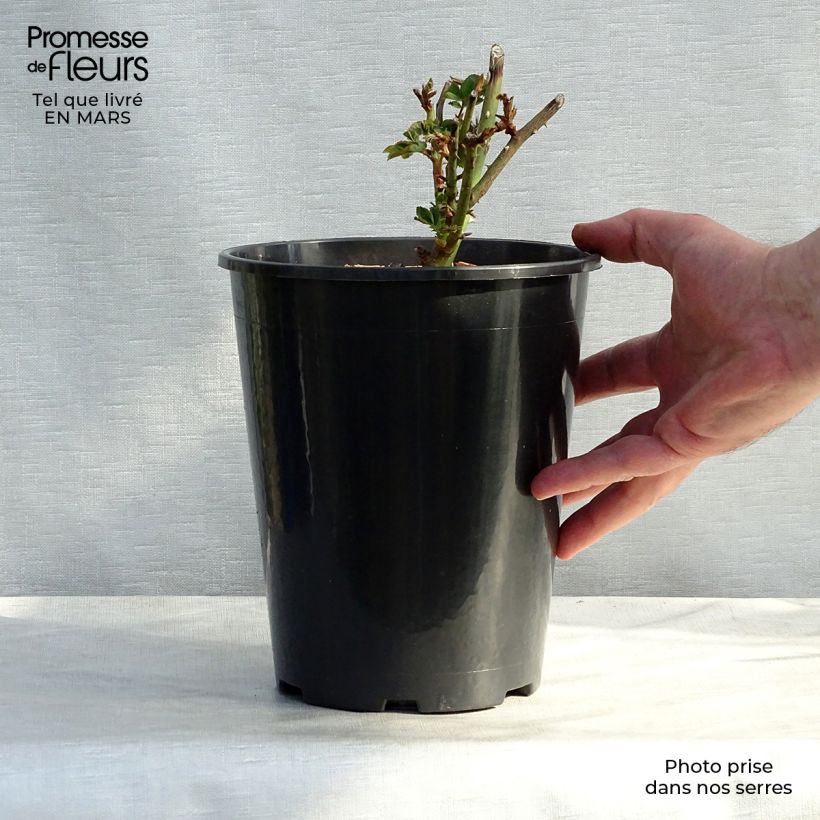 Rosa antica Louise Odier Vaso da 4L/5L esemplare consegnato in primavera