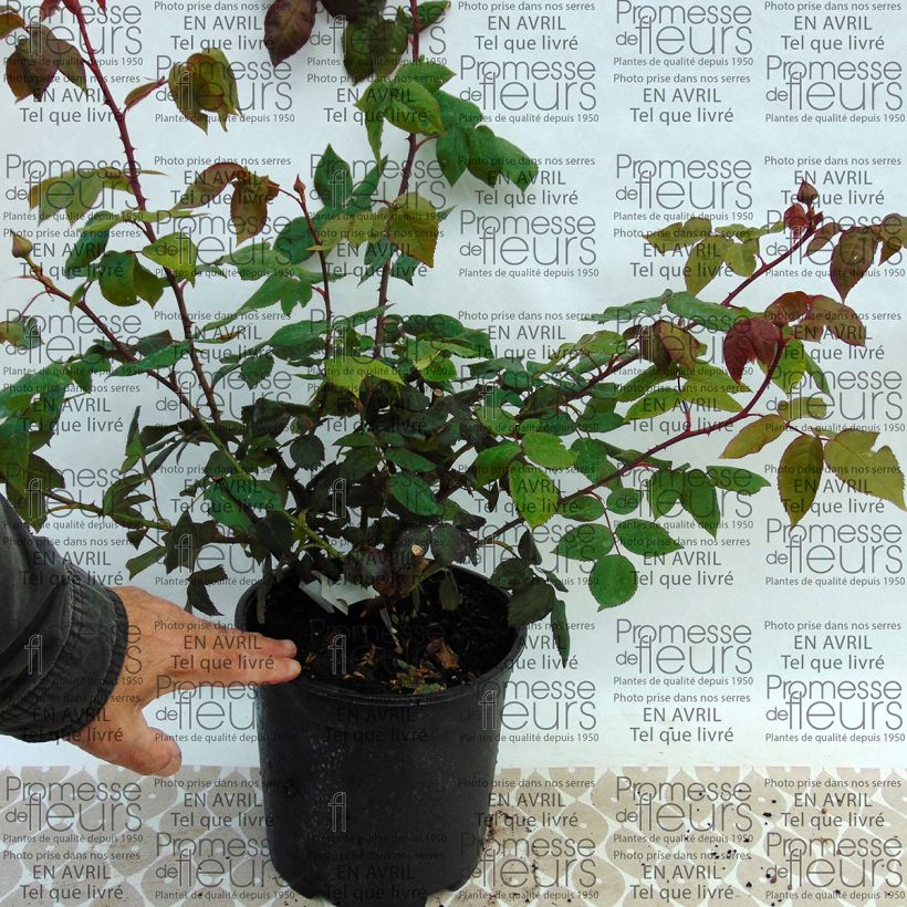 Esempio di esemplare Rosa antica Madame Ernest Calvat Vaso da 4L/5L come consegnato