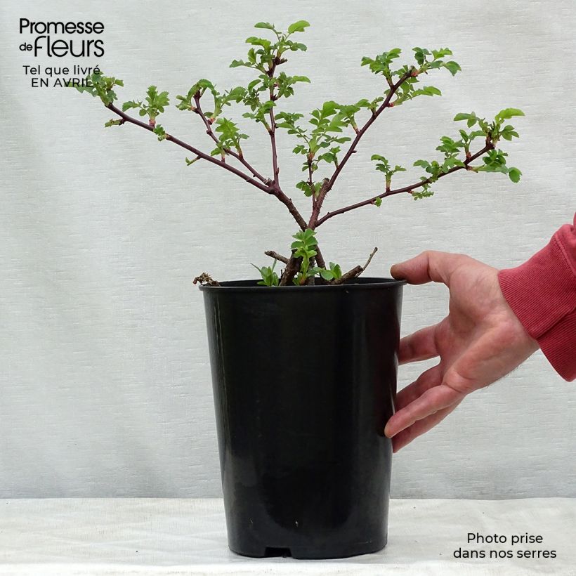 Rose antiche Marguerite Hilling Vaso da 4L/5L esemplare consegnato in primavera