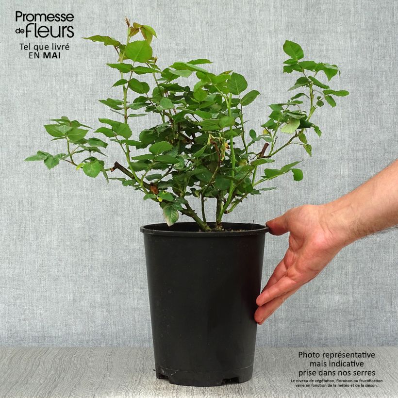 Rosa antica Mme Issac Pereire Vaso da 4L/5L esemplare consegnato in primavera