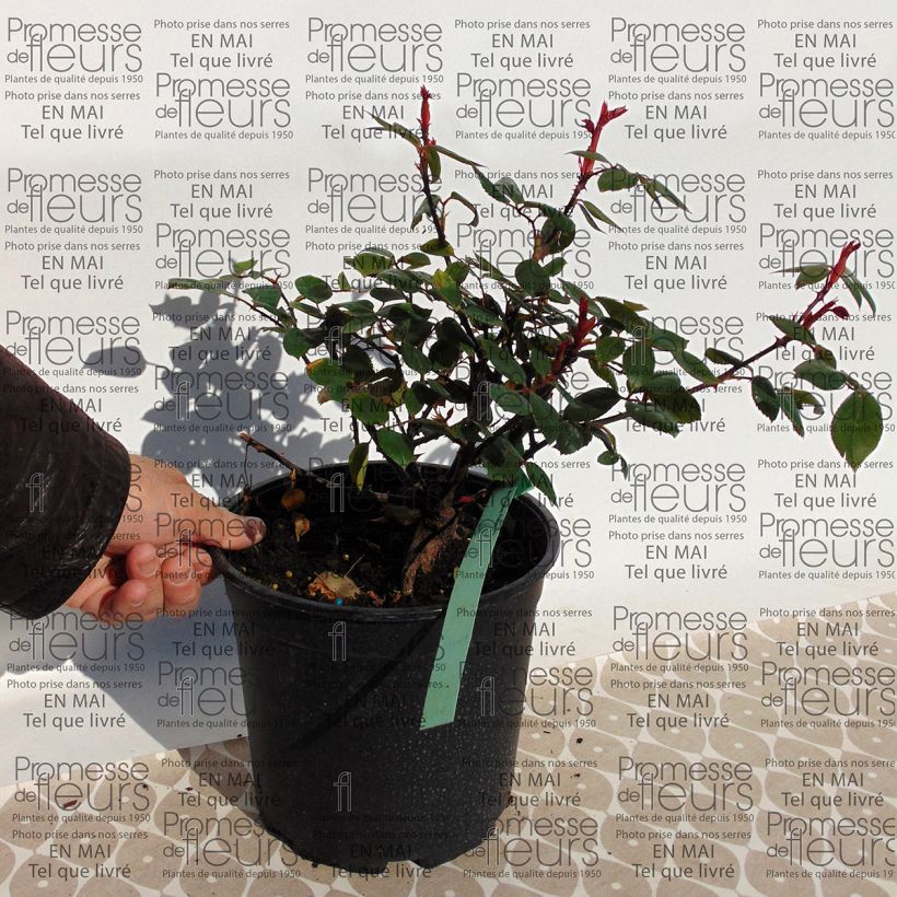 Esempio di esemplare Rosa Mrs Oakley Fisher - Rose ibrida di tea Vaso da 4L/5L come consegnato