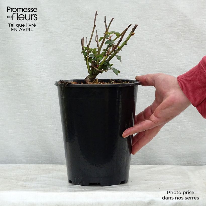 Rosa antica Souvenir de la Malmaison Vaso da 4L/5L esemplare consegnato in primavera