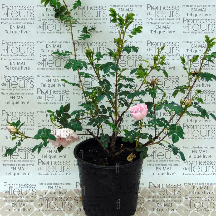 Esempio di esemplare Rosa pimpinellifolia Stanwell Perpetual - Rosa botanico Vaso da 4L/5L come consegnato