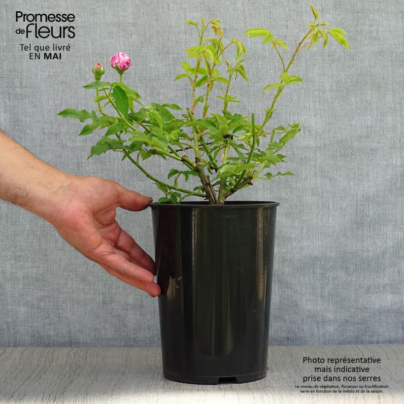 Rosa antica Variegata di Bologna Vaso da 4L/5L esemplare consegnato in primavera