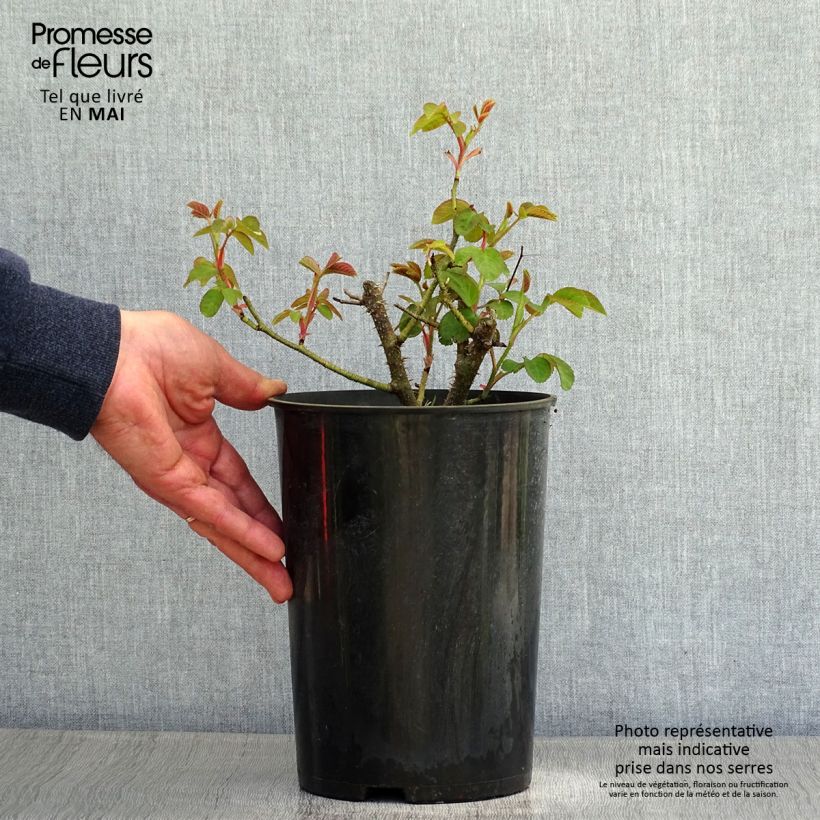 Rosa centifolia muscosa William Lobb Vaso da 4L/5L esemplare consegnato in primavera