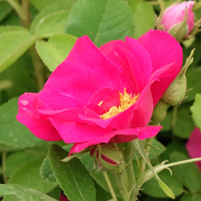 Rosa gallica Officinalis (Fioritura)