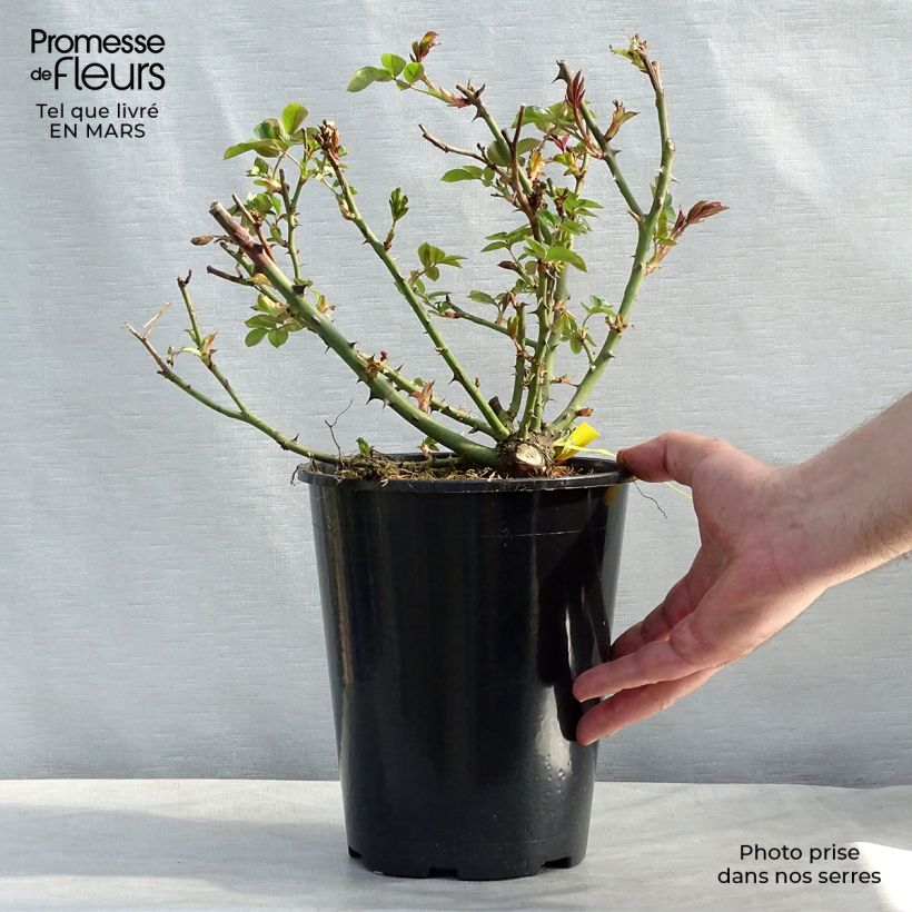 Rosa grandiflora Covent Garden Harflax Vaso da 4L/5L esemplare consegnato in primavera