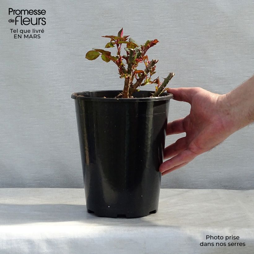 Rosa English Docteur Watson Vaso da 4L/5L esemplare consegnato in inverno