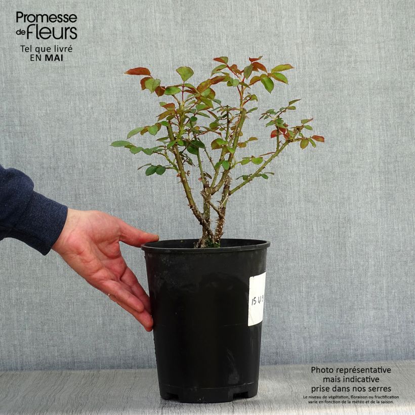 Rosa English Docteur Watson Vaso da 4L/5L esemplare consegnato in primavera