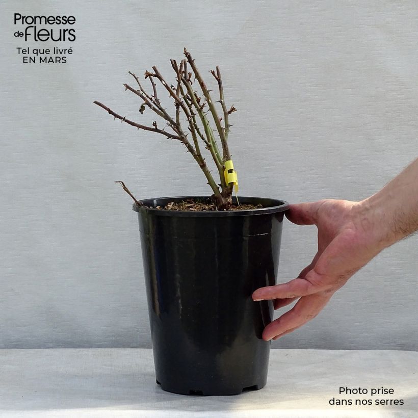 Rosa grandiflora King Arthur Harverag Vaso da 4L/5L esemplare consegnato in primavera