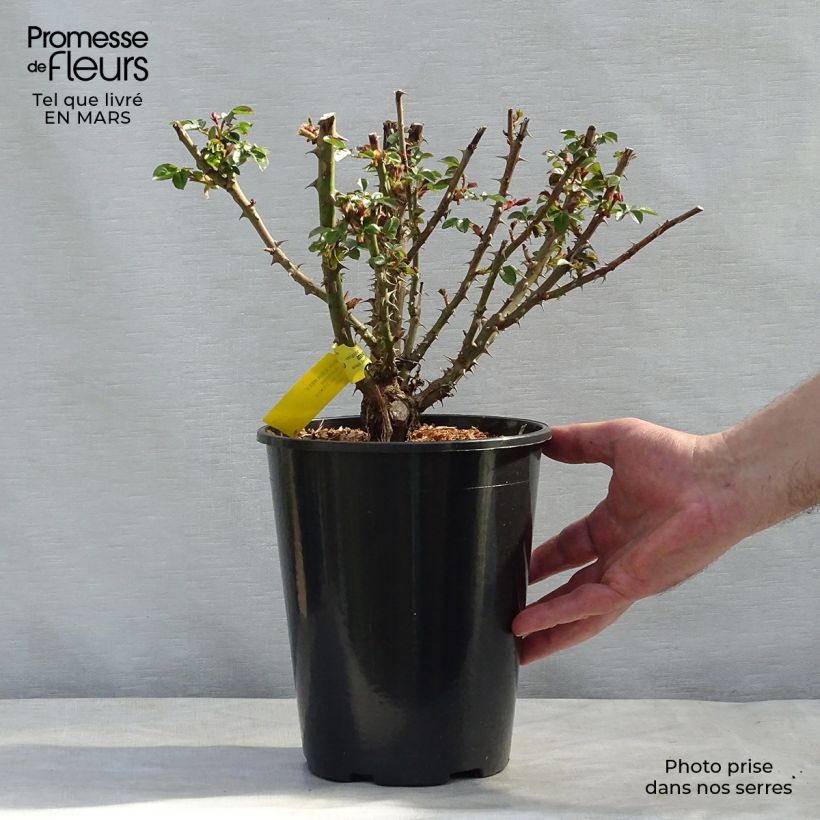 Rosa English Legend Sherlock Holmes Vaso da 4L/5L esemplare consegnato in primavera