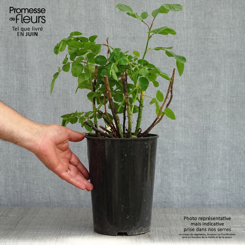 Rosa Eustacia Vye Vaso da 4L/5L esemplare consegnato in primavera