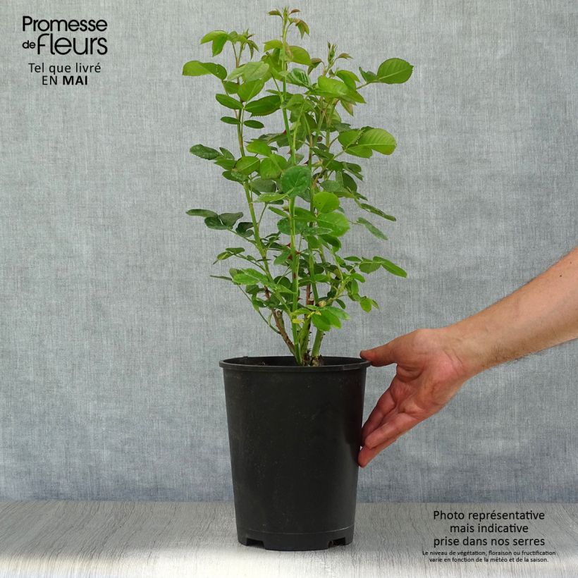 Rosa polyantha Astrid Lindgren Vaso da 4L/5L esemplare consegnato in primavera
