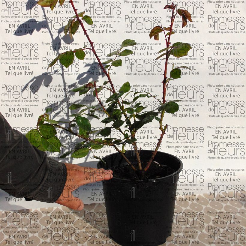 Esempio di esemplare Rosa polyantha Centenaire de Lourdes Vaso da 4L/5L come consegnato