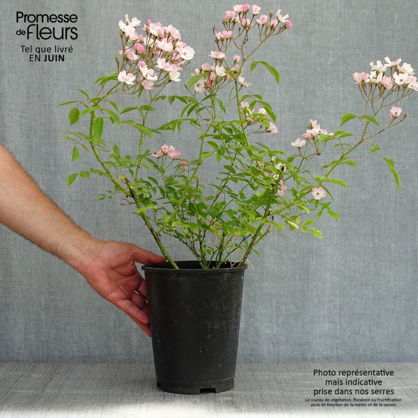 Rosa moscata Diamant Rose LENdiro Vaso da 4L/5L esemplare consegnato in primavera