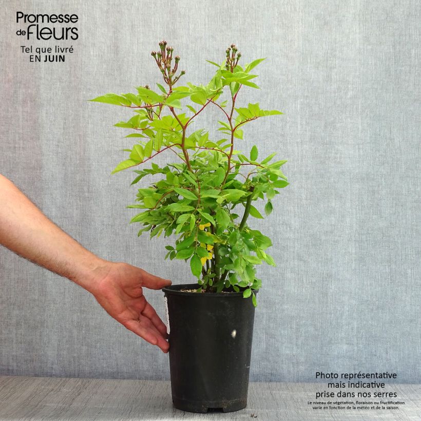 Rosa moscata Dinky VELheav Vaso da 4L/5L esemplare consegnato in primavera
