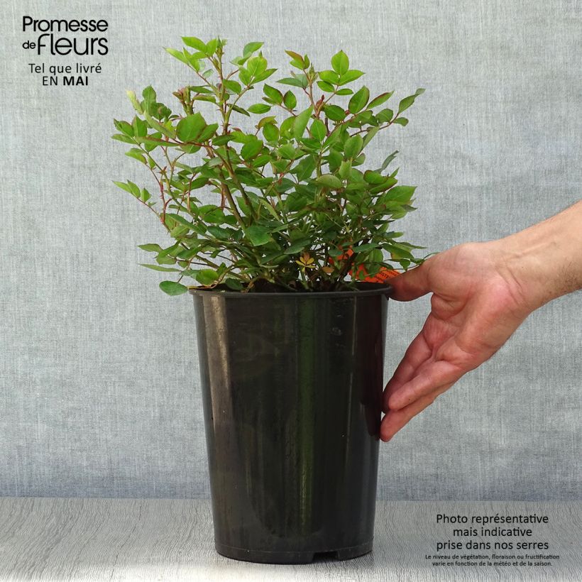 Rosa Douceur Normande Vaso da 4L/5L esemplare consegnato in primavera