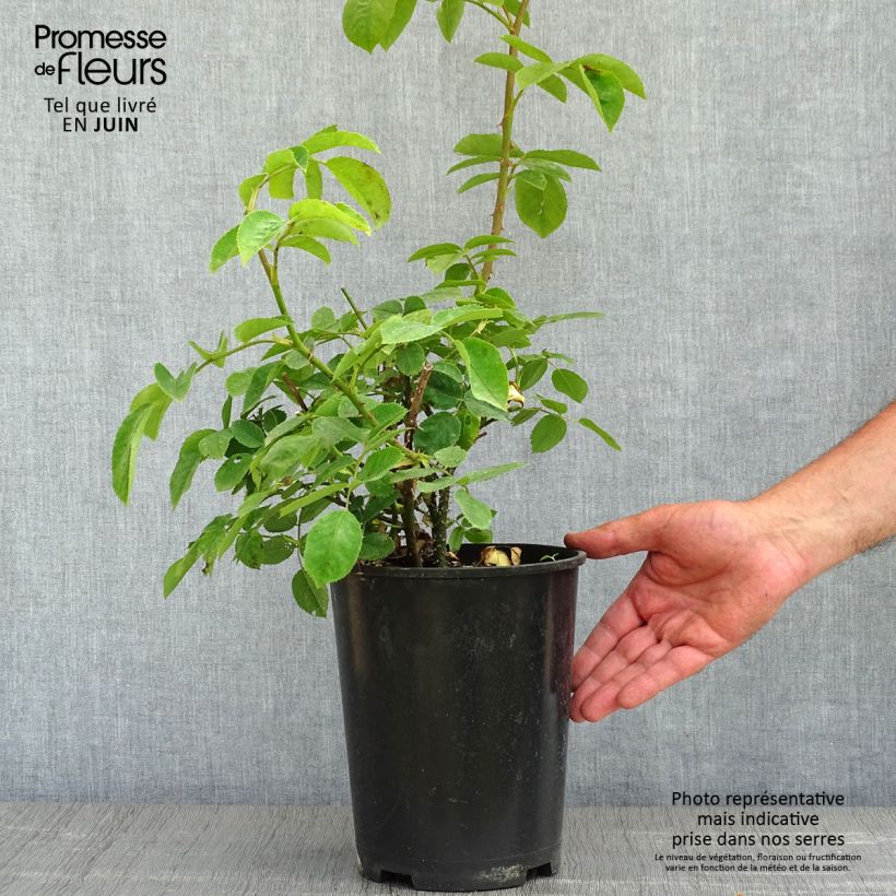 Rosa polyantha Golden Wings Vaso da 4L/5L esemplare consegnato in primavera