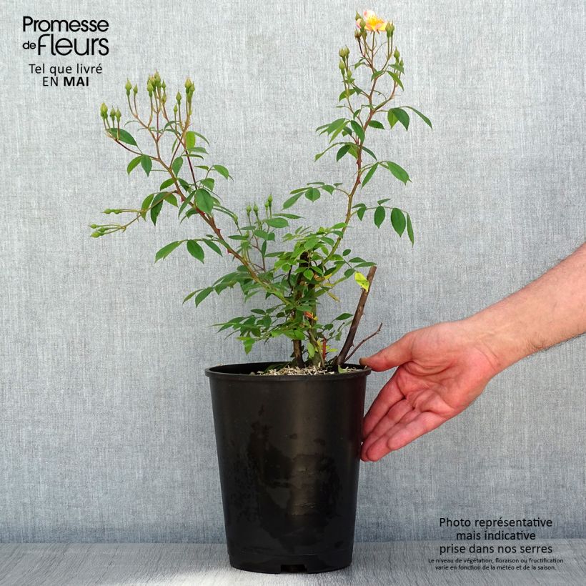 Rosa polyantha Plaisanterie Vaso da 4L/5L esemplare consegnato in primavera