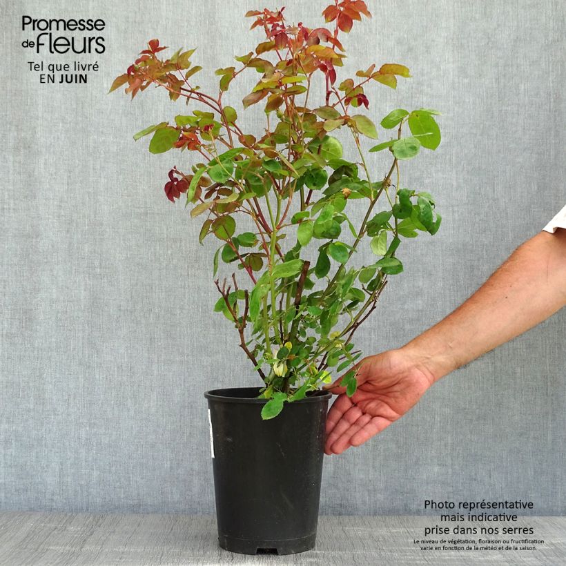 Rosa polyantha Violet Hood Vaso da 4L/5L esemplare consegnato in primavera