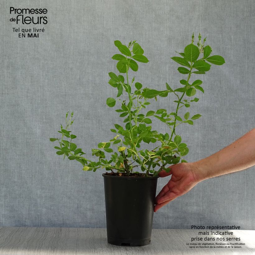 Rosa Yann Arthus-Bertrand Vaso da 4L/5L esemplare consegnato in primavera