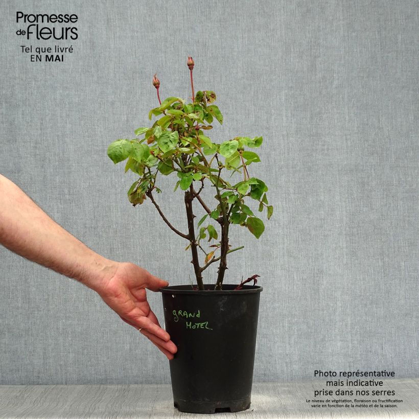 Rosa Grand Hotel Vaso da 4L/5L esemplare consegnato in primavera