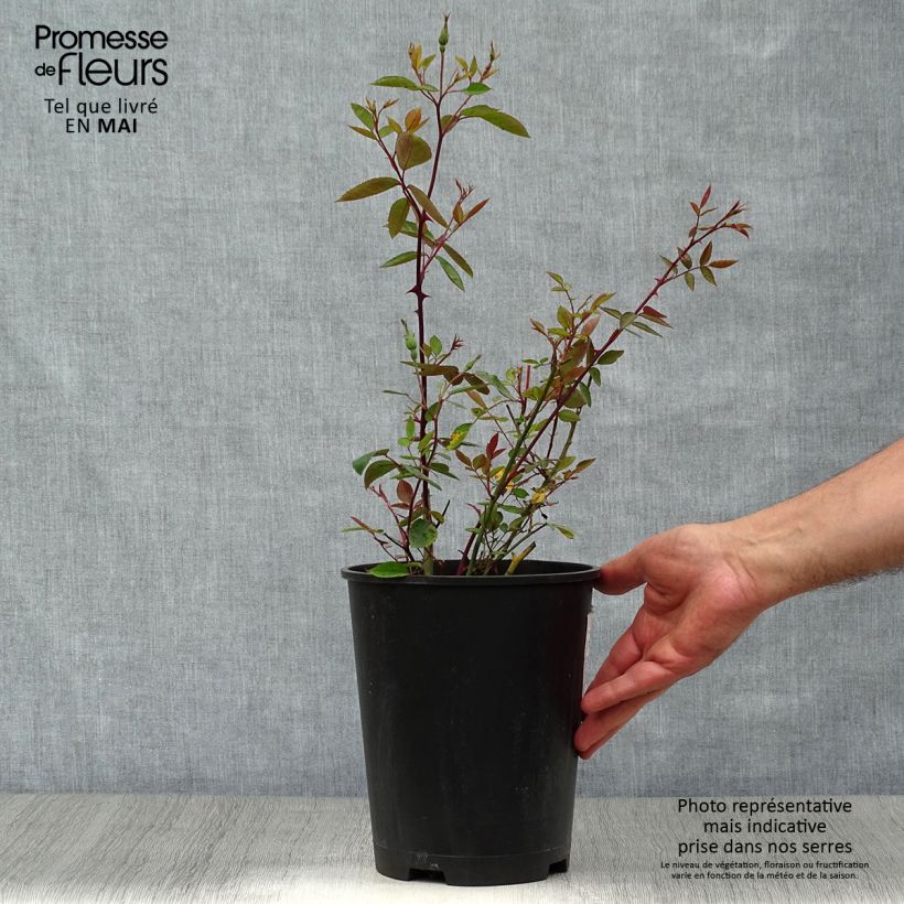 Rosa cinese Mutabilis Vaso da 4L/5L esemplare consegnato in primavera