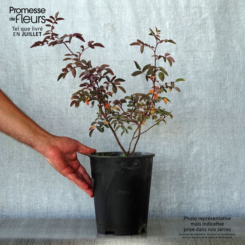 Esemplare di Rosa glauca - Rosa paonazza Vaso da 2L/3L consegnato in estate