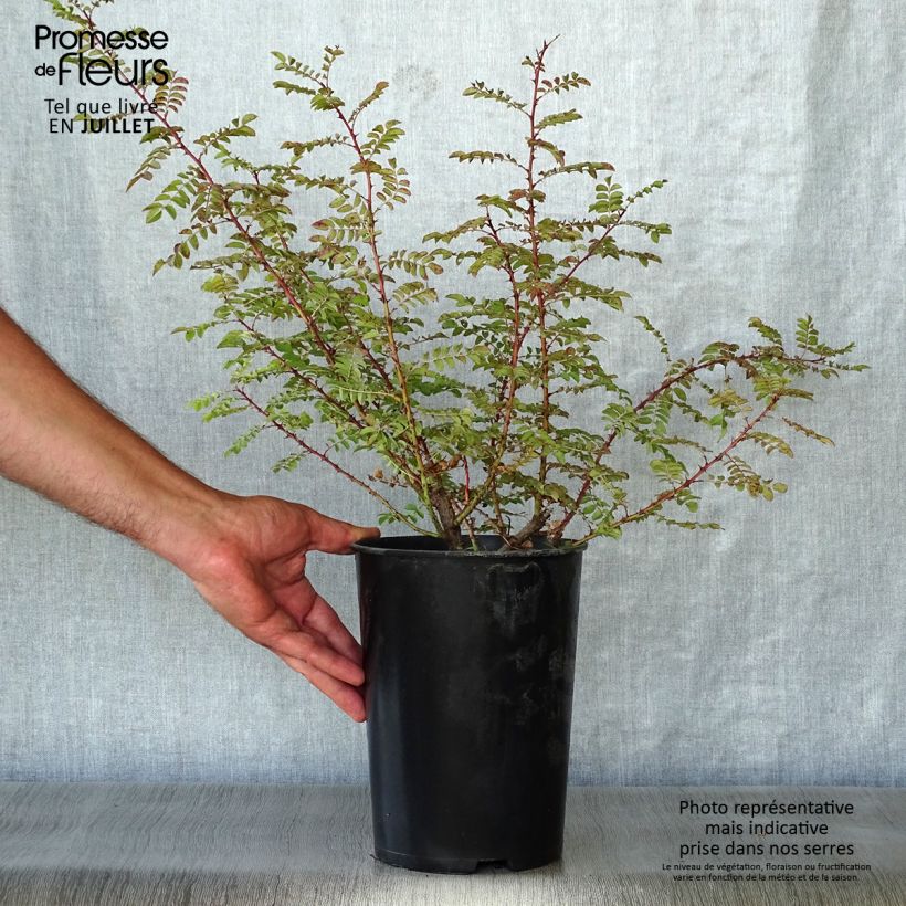 Esemplare di Rosa hugonis - Rosa botanico Vaso da 3L/4L consegnato in estate