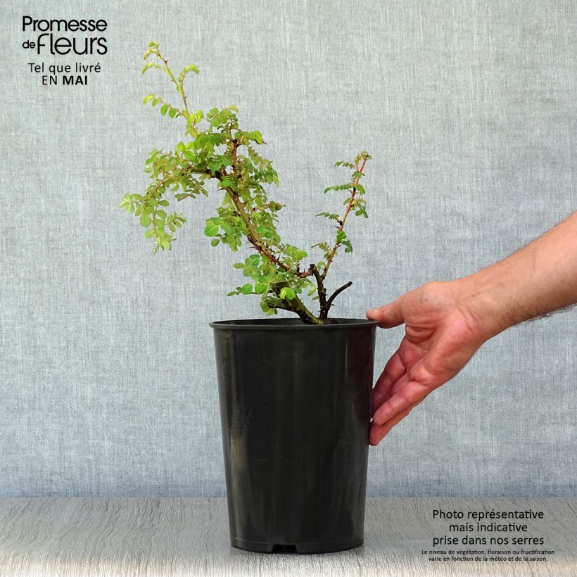 Rosa moyesii Geranium - Rose antica Vaso da 3L/4L esemplare consegnato in primavera