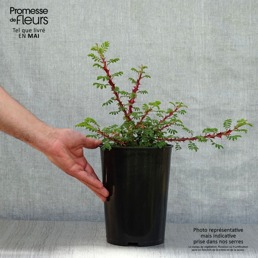 Rosa omeiensis Pteracantha - Rosa botanico Vaso da 4L/5L esemplare consegnato in primavera
