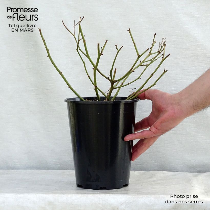Rosa tappezzante Lavender Dream Vaso da 2L/3L esemplare consegnato in primavera
