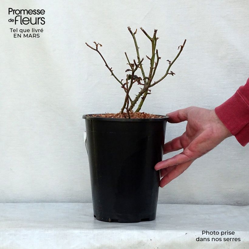 Rosa tappezzante Mirato Vaso da 2L/3L esemplare consegnato in primavera