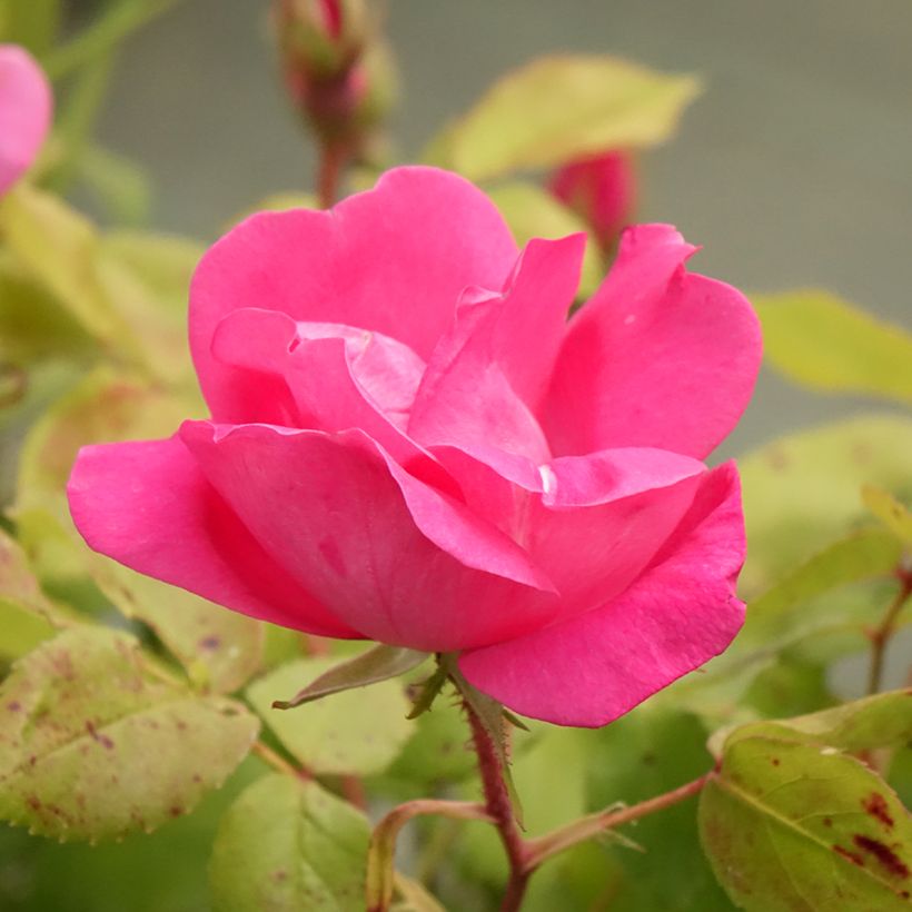 Rosa tappezzante Pink Knock Out (Fioritura)