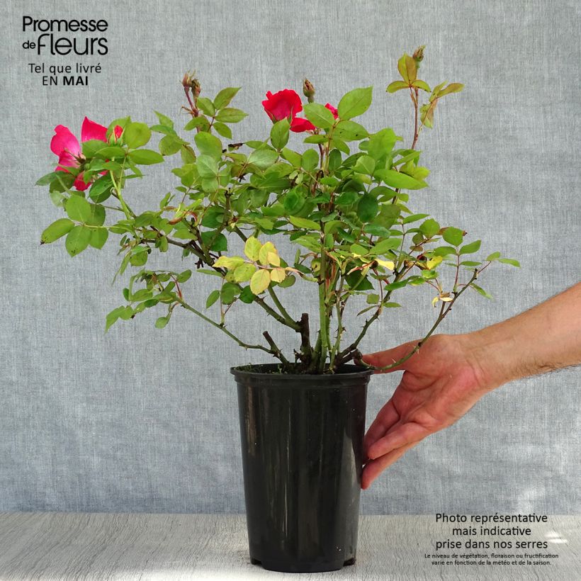 Rosa tappezzante Pink Knock Out Vaso da 3L/4L esemplare consegnato in primavera